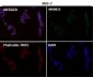 Anti-YY1 Rabbit Monoclonal Antibody